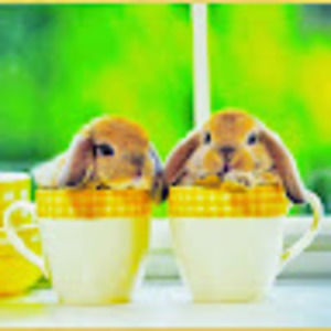 Meet your Posher, Maya